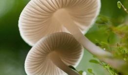 17c吃瓜蘑菇视频爆料,揭秘娱乐圈惊人内幕